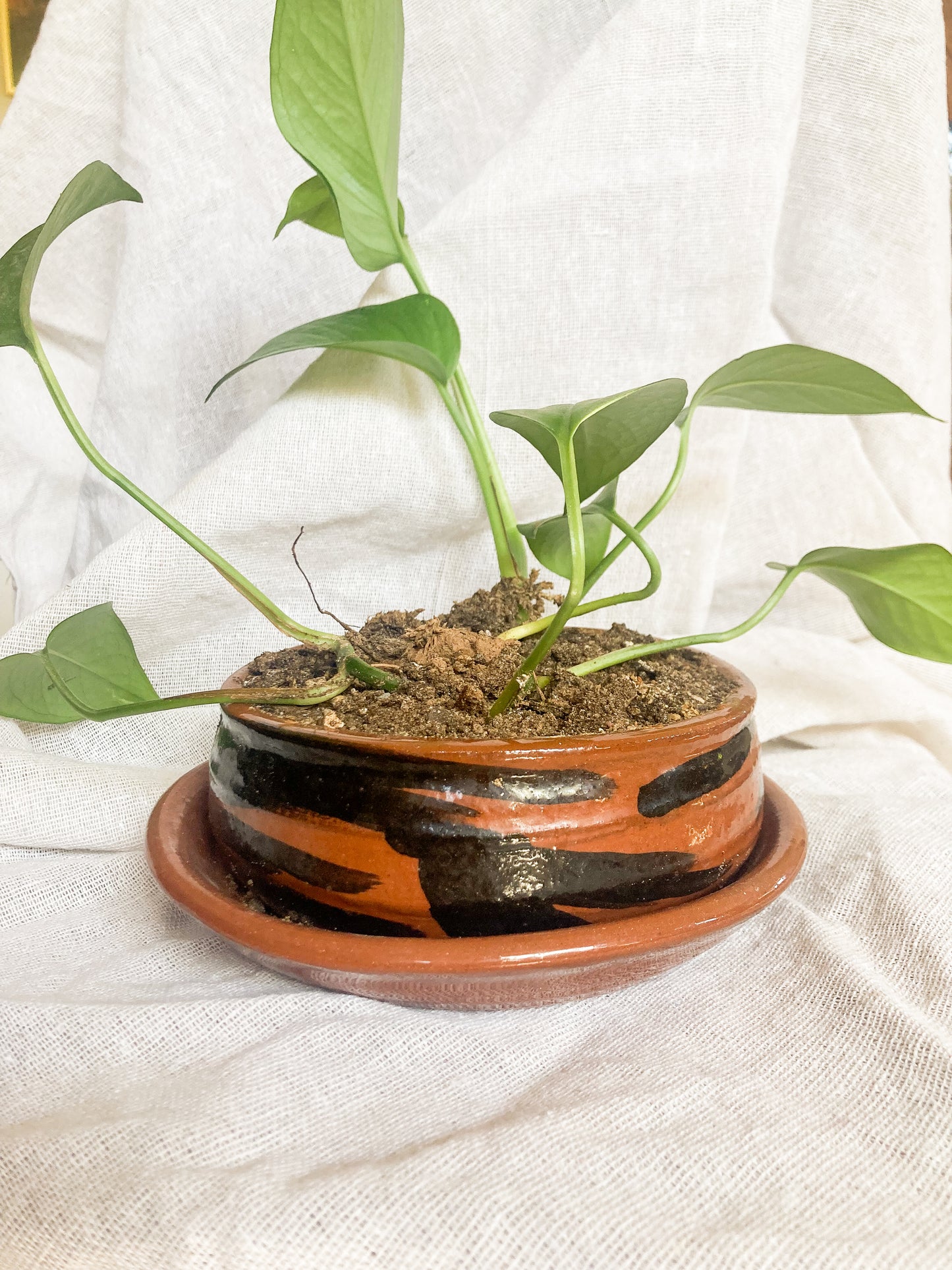 Planter and Pothos