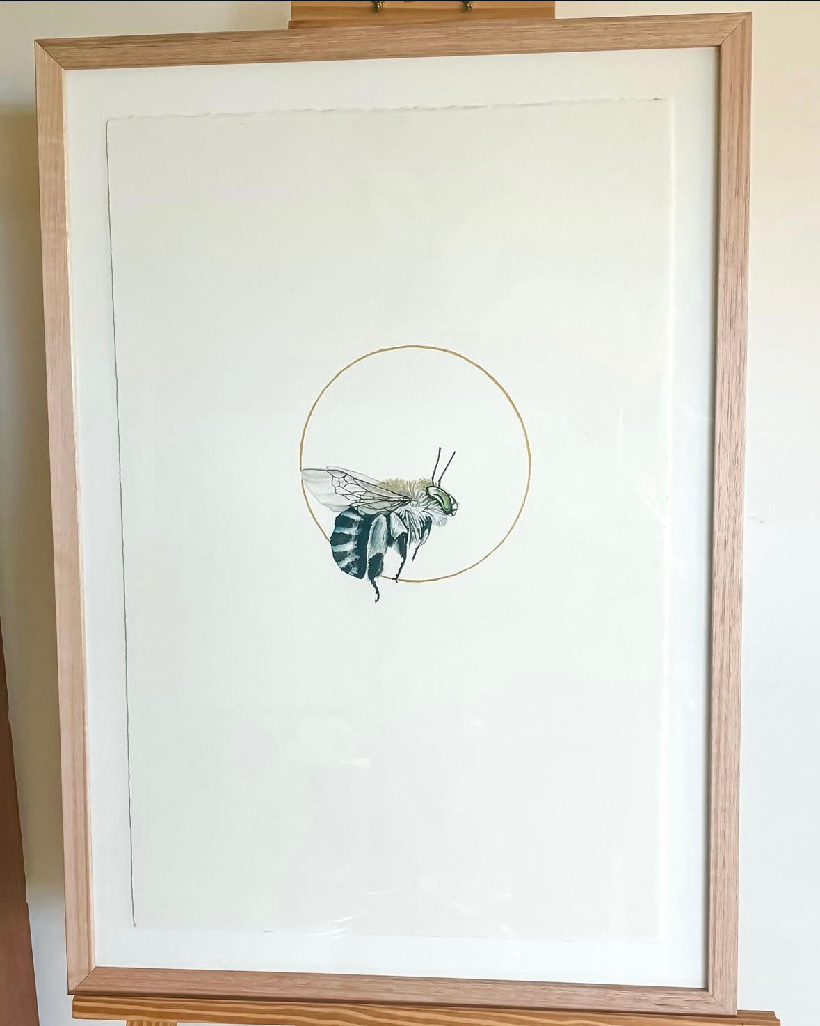 Blue-banded Bee