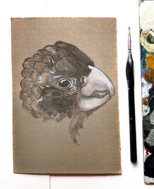 Glossy Black Cockatoo