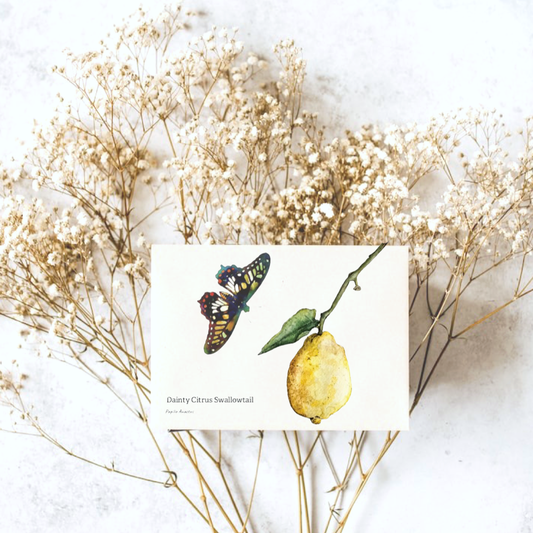 Citrus Swallowtail Card