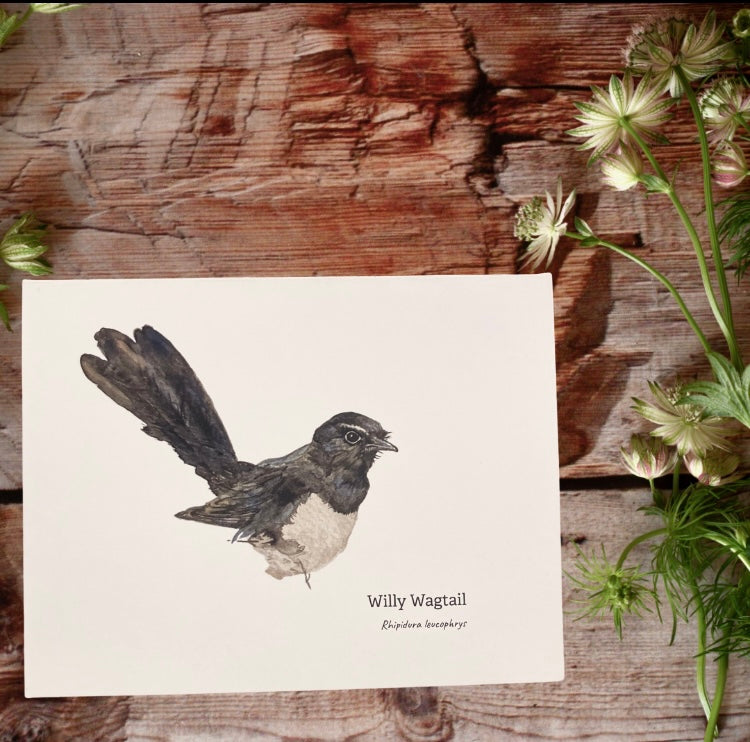 Willie Wagtail