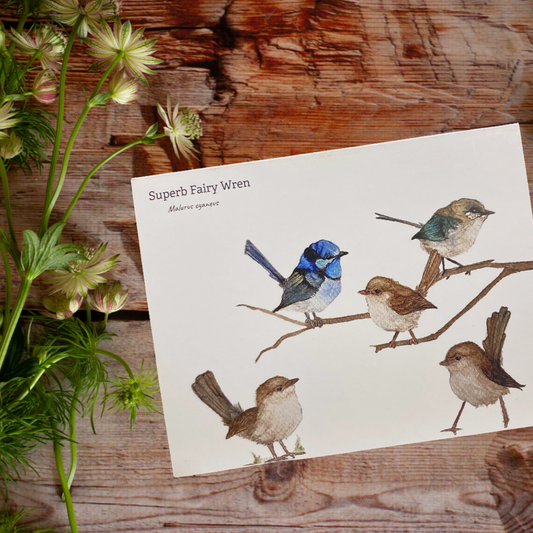 Suburb Fairy Wren