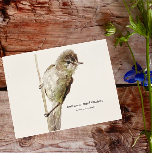 Australian Reed Warbler