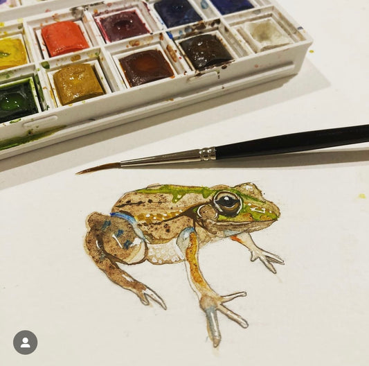 Southern Bellfrog