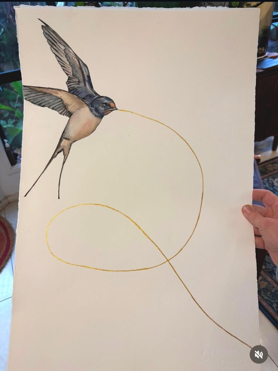 Welcome Swallow in Play