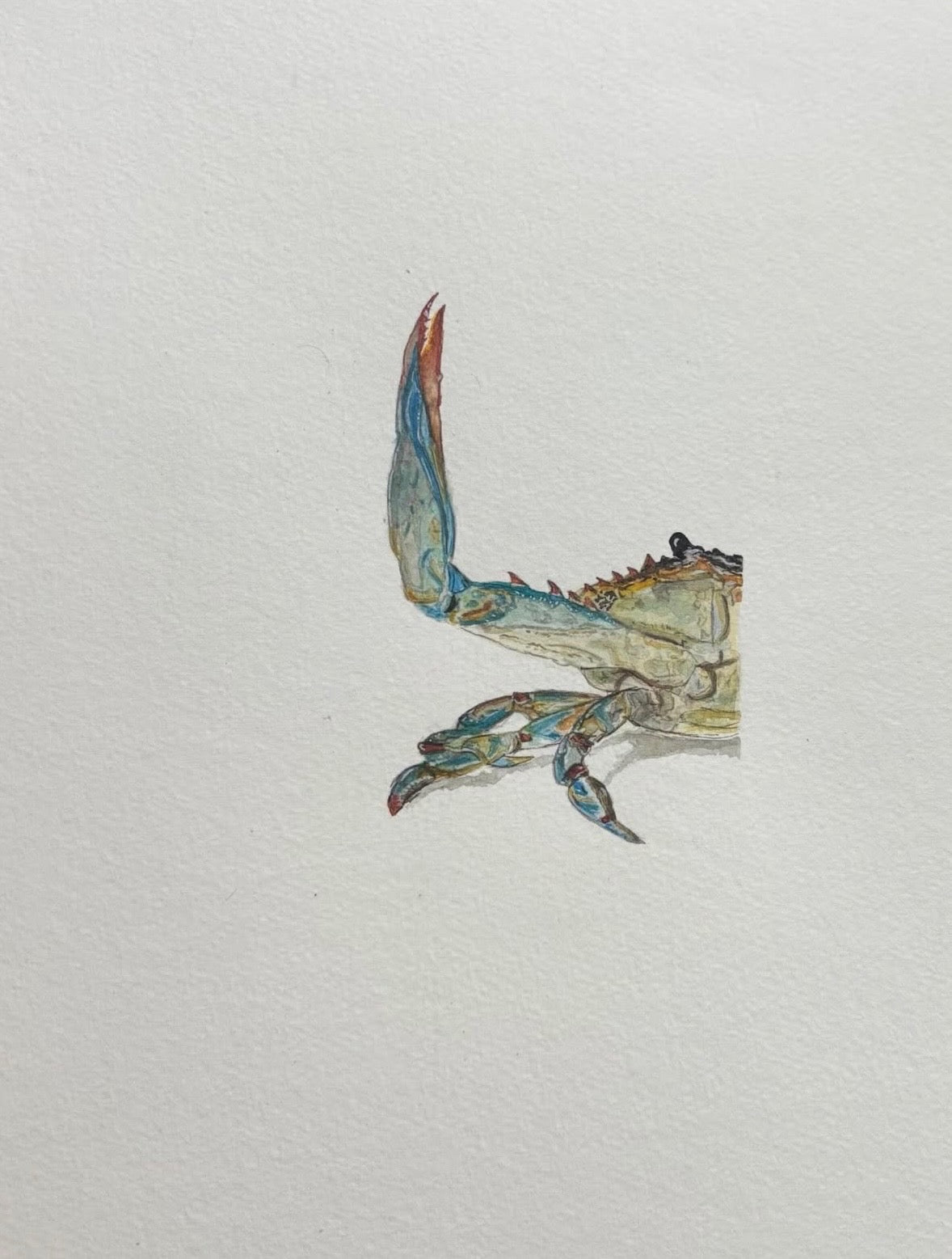 Blue Swimmer Crab