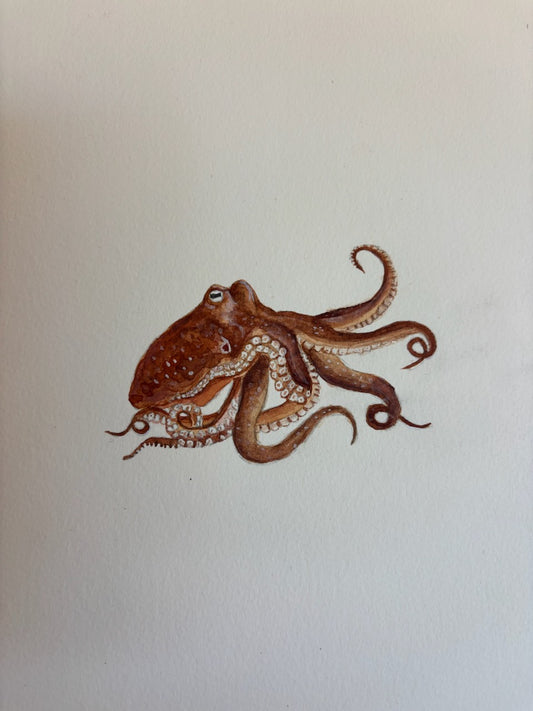 Kaurna Octopus